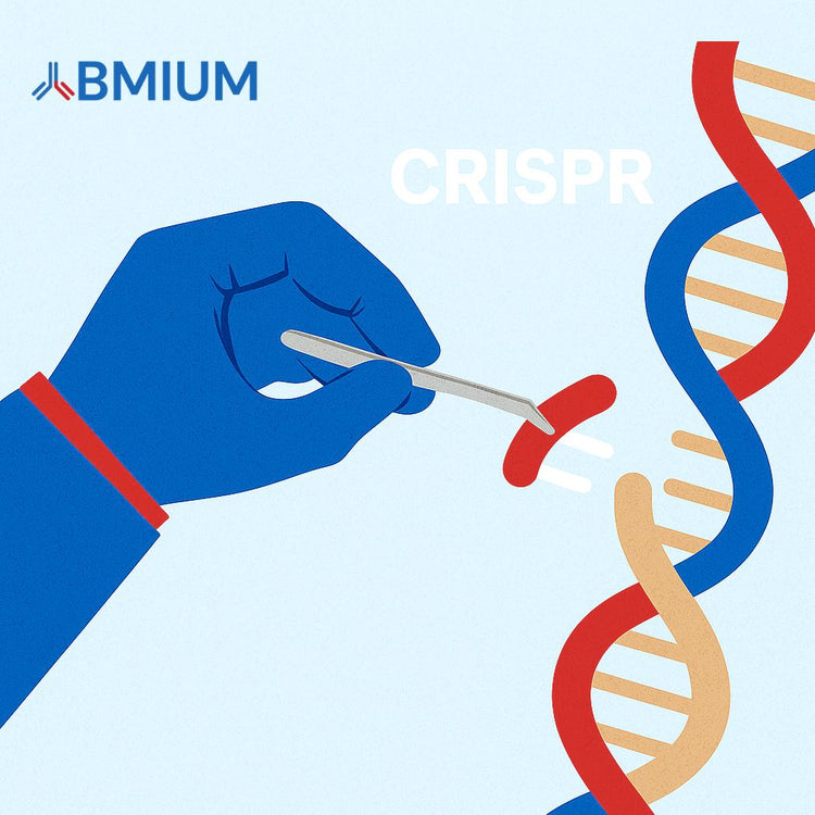CRISPR: One Shot, Big Impact | But What’s Behind the Breakthrough?